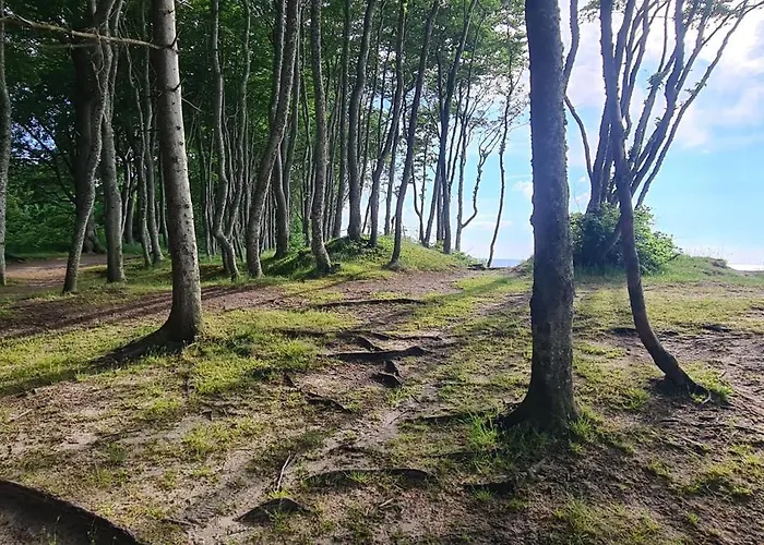 Apartament Przytulna Dębina